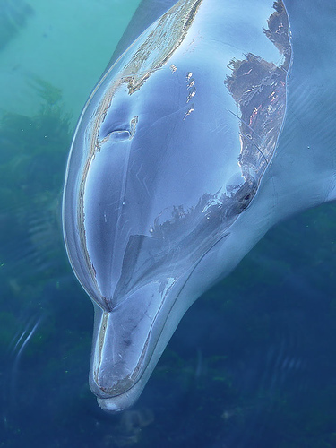 http://ainosenshi.narod.ru/unusual2/dolphin.jpg